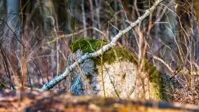 Przedwiośnie 2021 w lesie niedaleko Szczybałów Giżyckich - zdjęcie 12