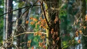 Przedwiośnie 2021 w lesie niedaleko Szczybałów Giżyckich - zdjęcie 2