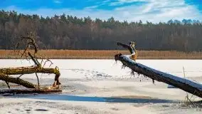 Zimowy las nad jeziorem Mulik, styczeń 2021 - zdjęcie 3