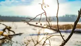 Zimowy las nad jeziorem Mulik, styczeń 2021 - zdjęcie 13