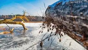 Zimowy las nad jeziorem Mulik, styczeń 2021 - zdjęcie 22