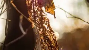 Zimowy las nad jeziorem Mulik, styczeń 2021 - zdjęcie 43