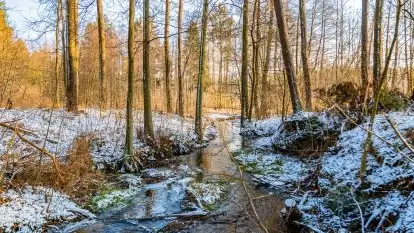Zimowy las nad jeziorem Mulik, styczeń 2021