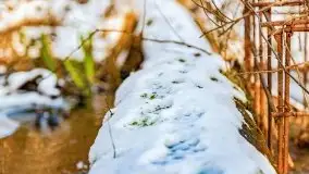 Zimowy las nad jeziorem Mulik, styczeń 2021 - zdjęcie 48