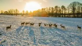 Daniele w okolicach Sztynortu, styczeń 2022 r. - zdjęcie 11