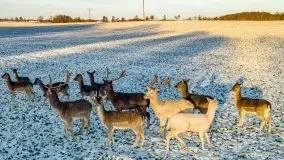 Daniele w okolicach Sztynortu, styczeń 2022 r. - zdjęcie 16