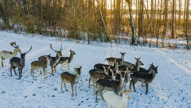 Daniele w okolicach Sztynortu, styczeń 2022 r.