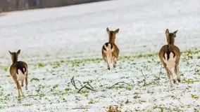 Daniele w okolicach Sztynortu, styczeń 2022 r. - zdjęcie 2