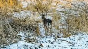 Daniele w okolicach Sztynortu, styczeń 2022 r. - zdjęcie 8