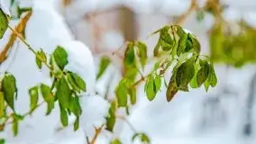 Zimowe widoki, pomiędzy Giżyckiem a Wilkasami - zdjęcie 17