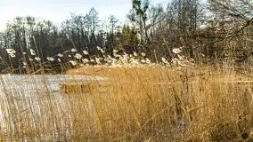 Zimowa sceneria nad plażą przy jeziorze Szóstak - zdjęcie 15