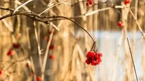 Zimowa sceneria nad plażą przy jeziorze Szóstak - zdjęcie 32