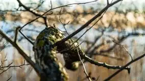 Zimowa sceneria nad plażą przy jeziorze Szóstak - zdjęcie 38