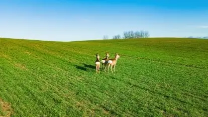 Sarny na mazurskich bezdrożach i polach