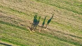 Sarny na mazurskich bezdrożach i polach - zdjęcie 8