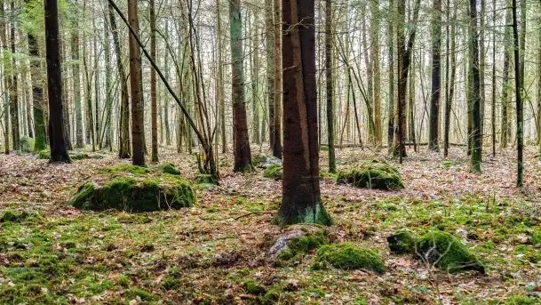 Kamienie ofiarne w okolicach jeziora Kruklin - zdjęcie 10