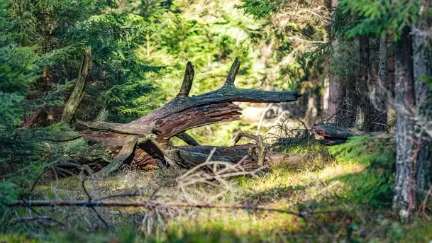 Wierzba i puszcza Piska, luty 2022 r. - zdjęcie 3