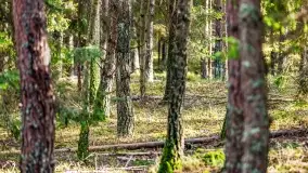 Wierzba i puszcza Piska, luty 2022 r. - zdjęcie 14