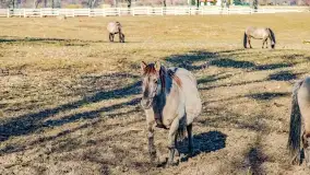 Wierzba i puszcza Piska, luty 2022 r. - zdjęcie 32