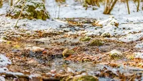 Zimowe migawki z puszczy Boreckiej, luty 2022 r. - zdjęcie 11