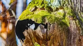 Rezerwat Sztynort u progu wiosny 2022 r. - zdjęcie 4