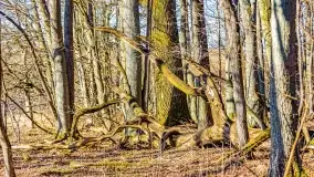 Rezerwat Sztynort u progu wiosny 2022 r. - zdjęcie 17