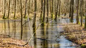 Rezerwat Sztynort u progu wiosny 2022 r. - zdjęcie 33