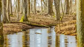 Rezerwat Sztynort u progu wiosny 2022 r. - zdjęcie 24