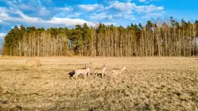 Zachód słońca nad jeziorem Tałty i kanałem Tałckim - zdjęcie 21