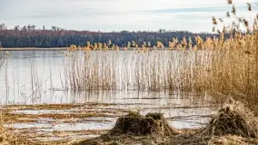 Jezioro Dobskie w okolicach Dziewiszewa, wyspa Gilma - zdjęcie 26