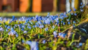 Kwitnące cebulice i wiosna w giżyckim parku - zdjęcie 27