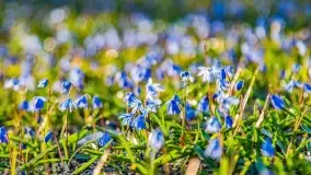 Kwitnące cebulice i wiosna w giżyckim parku - zdjęcie 4