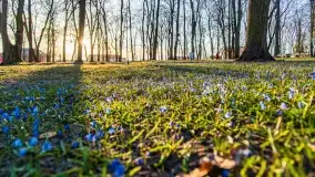 Kwitnące cebulice i wiosna w giżyckim parku - zdjęcie 2