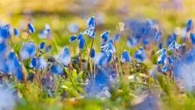 Kwitnące cebulice i wiosna w giżyckim parku - zdjęcie 11