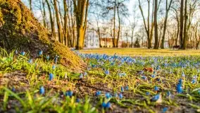 Kwitnące cebulice i wiosna w giżyckim parku - zdjęcie 8