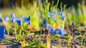 Kwitnące cebulice i wiosna w giżyckim parku - zdjęcie 23