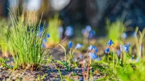 Kwitnące cebulice i wiosna w giżyckim parku - zdjęcie 25