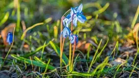 Kwitnące cebulice i wiosna w giżyckim parku - zdjęcie 18