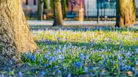 Kwitnące cebulice i wiosna w giżyckim parku - zdjęcie 20