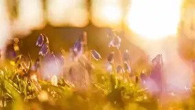 Kwitnące cebulice i wiosna w giżyckim parku - zdjęcie 19