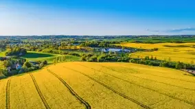 Złote, rzepakowe mazurskie pola z jeziorami w tle - zdjęcie 39
