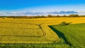 Złote, rzepakowe mazurskie pola z jeziorami w tle - zdjęcie 61