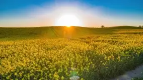 Złote, rzepakowe mazurskie pola z jeziorami w tle - zdjęcie 35