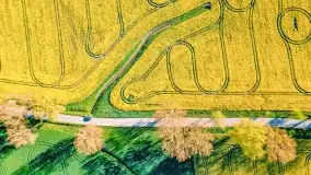 Złote, rzepakowe mazurskie pola z jeziorami w tle - zdjęcie 63