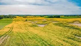 Złote, rzepakowe mazurskie pola z jeziorami w tle - zdjęcie 93