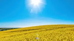 Złote, rzepakowe mazurskie pola z jeziorami w tle - zdjęcie 90