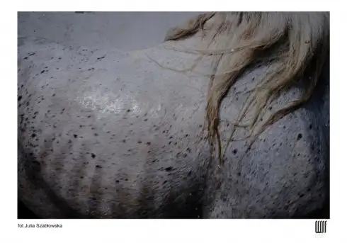 Kobiety fotografują na Mazurach. Niezwykły festiwal w Wojnowie - zdjęcie 5