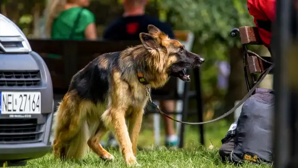 Fotorelacja - skoki i jazda figurowa na Jeziorze Ełckim - zdjęcie 9