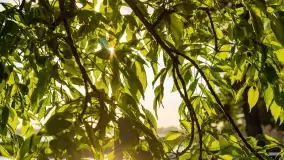 Zachód słońca nad jeziorem Mamry, Cypel Zwierzyniecki Róg - zdjęcie 41