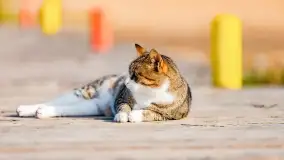 Poranek w Bocianim Gnieździe i te... mgły nad jeziorem Ryńskim - zdjęcie 17